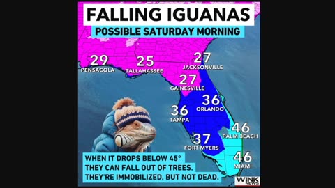 Cold Iguanas