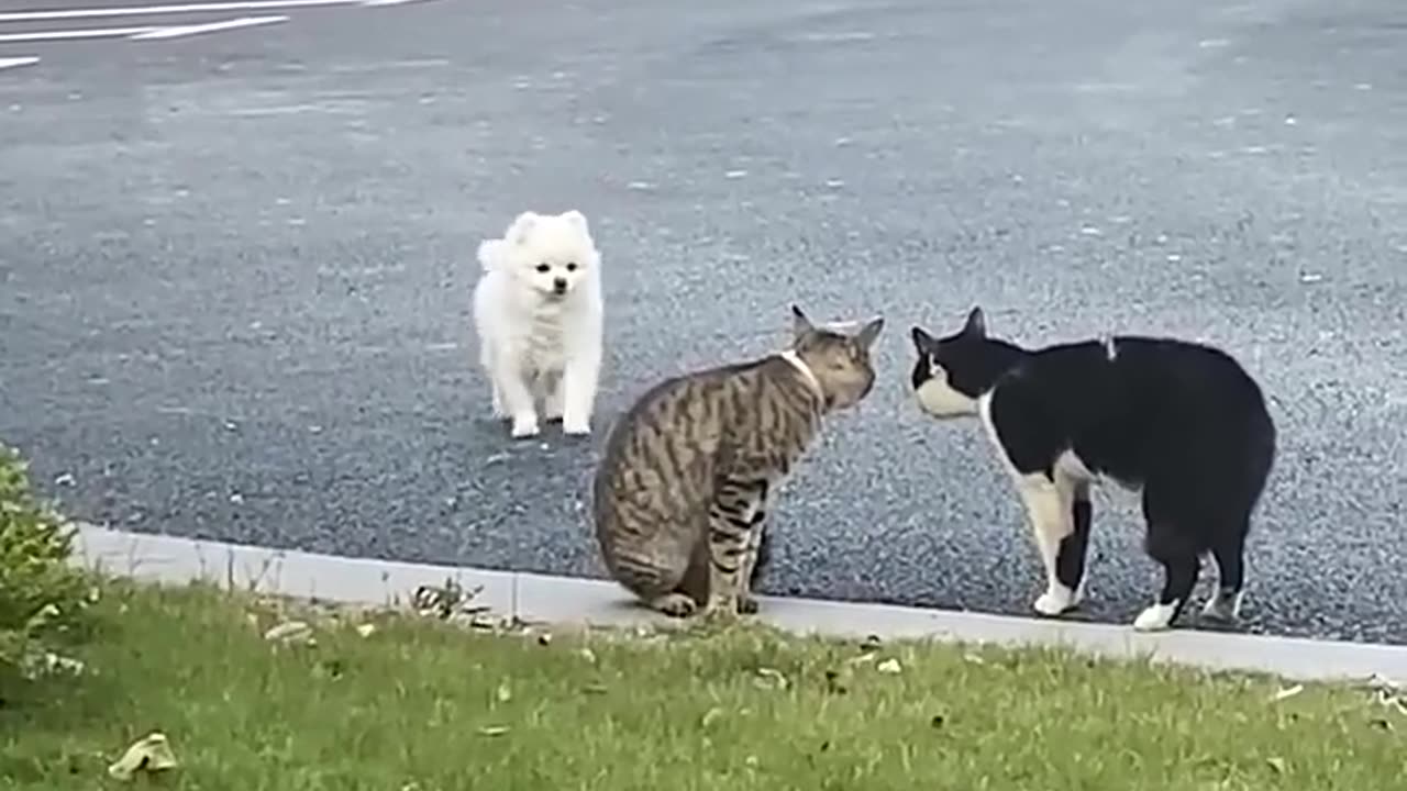 Baby Dog & Cats Fight