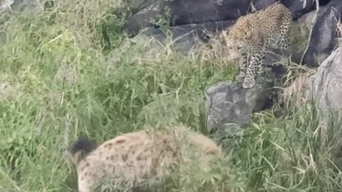 Leopard vs Hyena – Desperate Battle for a Hard-Earned Meal