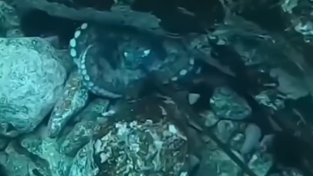 "Life of an Octopus: Fascinating Facts You Didn’t Know"