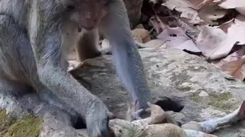 Monkey play with big frog.....