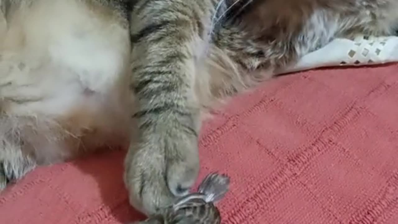Cat end Sparrow