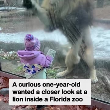 This Brave Little One and The Cheeky Lion Have Such a Cute Face 😱💕