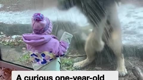 This Brave Little One and The Cheeky Lion Have Such a Cute Face 😱💕