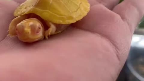 Baby albino red eared slider