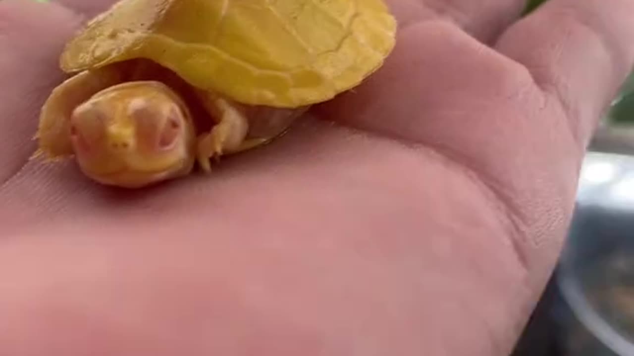 Baby albino red eared slider