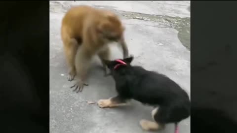 Dogs and Monkey fight comedy Videos 😂😂