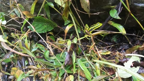 Cool Frog in Tingo Maria (Peru)