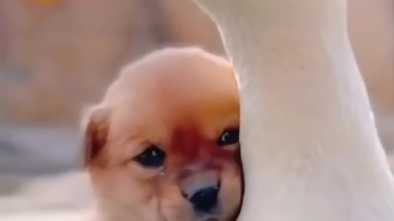 Cute Dog and Duck Relationship 😍