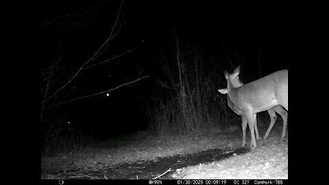 Deer Cam 01-30-2025