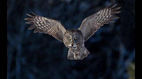 'The Owl.' 2025-Mythology, Science, legends and Facts.