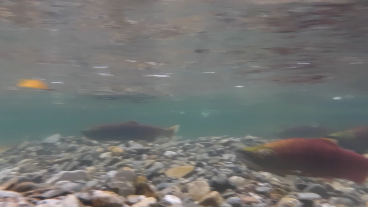 Adams River Sockeye Salmon Run