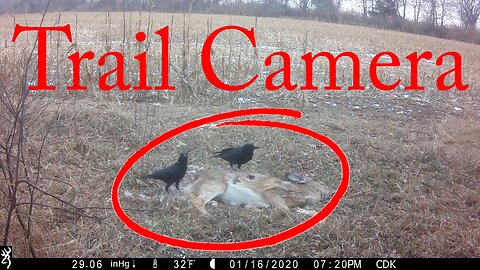 Trail Camera