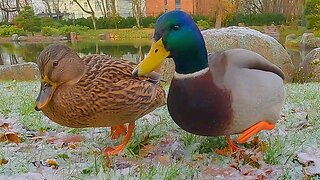 Duck Pond Drama. Who's the Boss? Who's the Alpha?