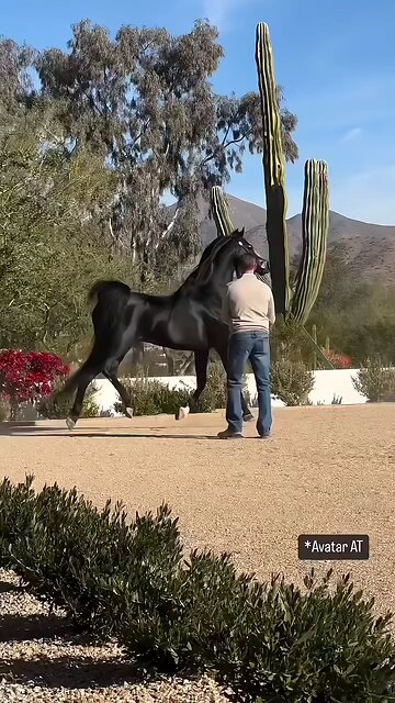 Perfect Horse Breed