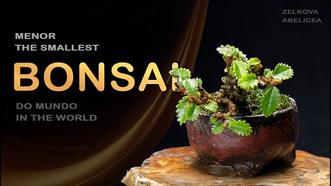 Menor bonsai do mundo: Bonsai SP