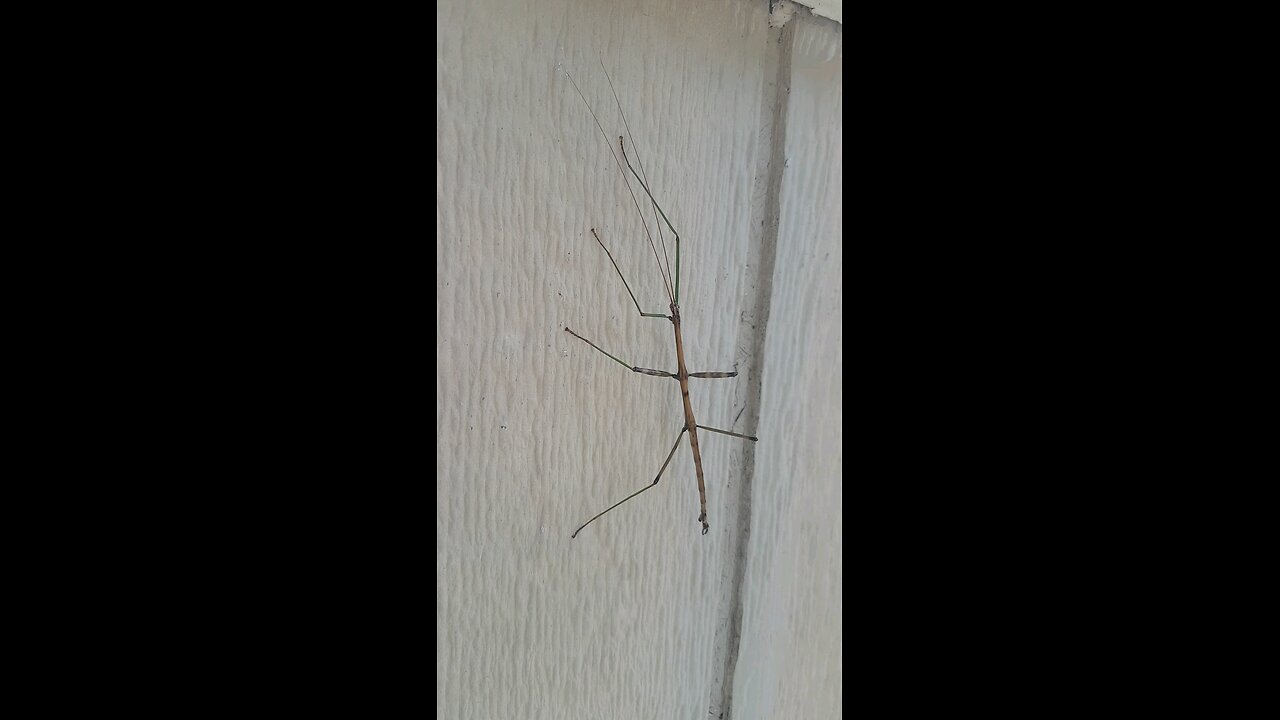 Stick Bug