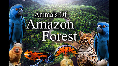 Discover the Jungle's Most Incredible Animals!