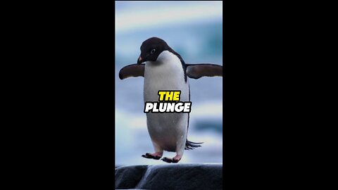 The Plunge