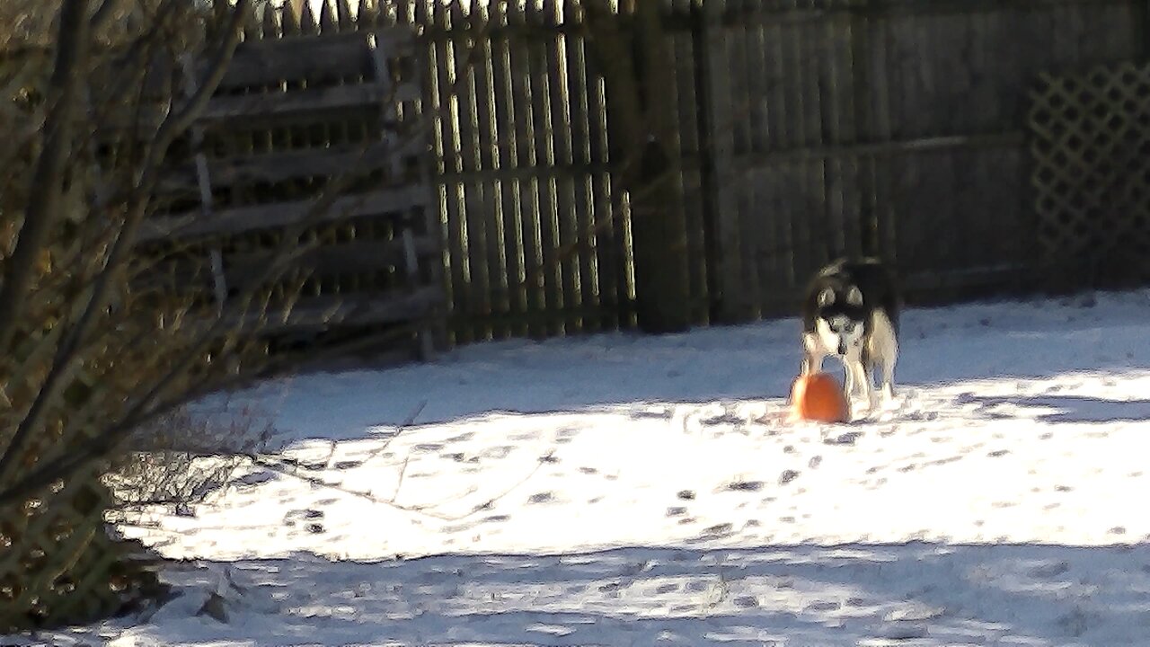 playing in the snow