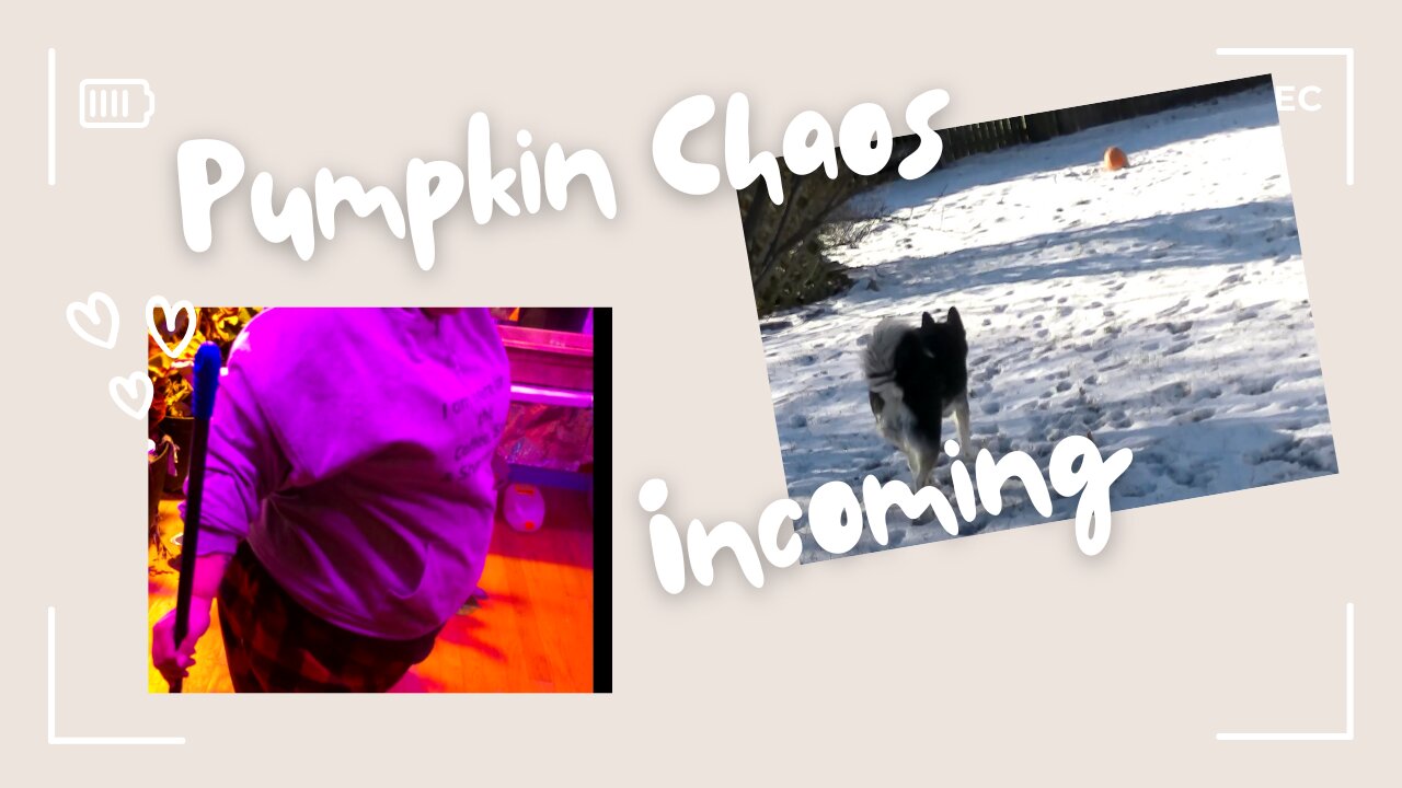 Lilith Stalks a Pumpkin While I Try to Clean 😂
