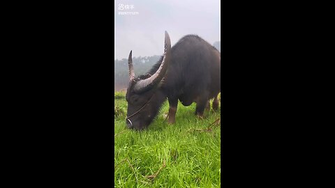 Feeding & Working| Buffalo 🐃🐃