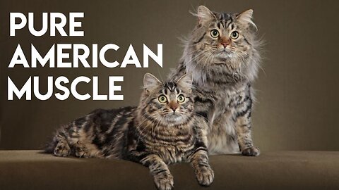 American Bobtail Cat 101 - Learn ALL About Them_ 