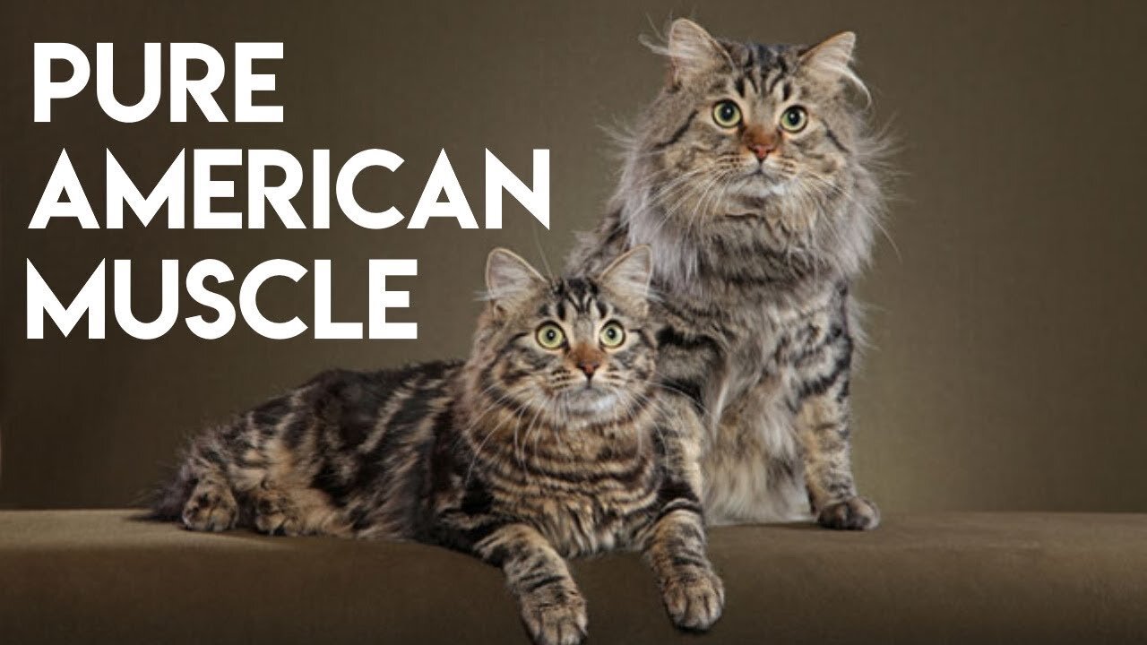 American Bobtail Cat 101 - Learn ALL About Them_