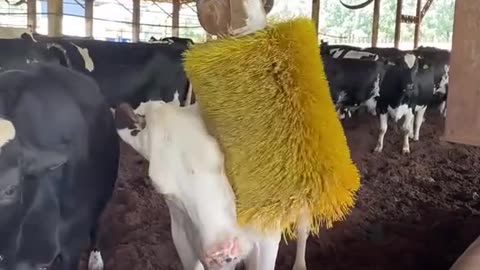 Cow Massage Center