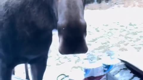 moose eating womans cookies