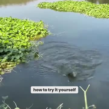 This Man’s Shocking Fishing Trick Using CHILIES – You Won’t Believe How It Works!