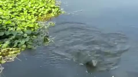 This Man’s Shocking Fishing Trick Using CHILIES – You Won’t Believe How It Works!