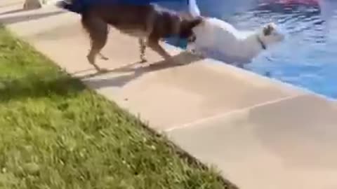 Funny animals🤣🤣