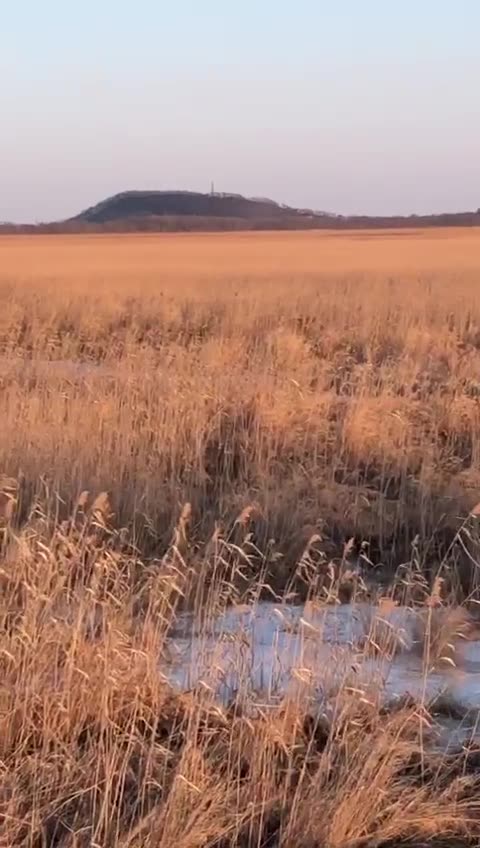 Injured tiger lurking in the bush 😱