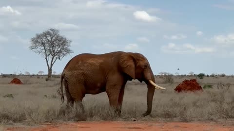 Elephant video 🐘