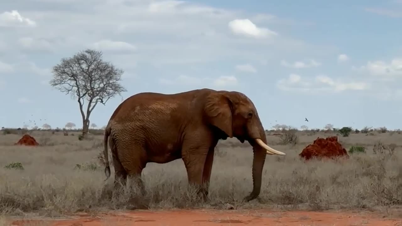 Elephant video 🐘