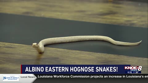 Zoo Buddy: Albino Easter Hognose Snake