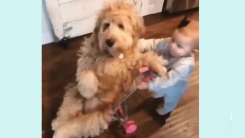 Baby dogs and puppies comedy videos 🤣🤣