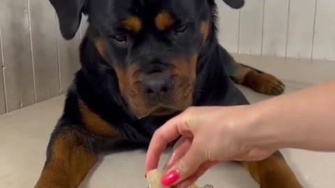 Cute dog eating