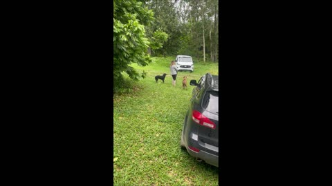 Family Finds Carpet Python Lurking By Window