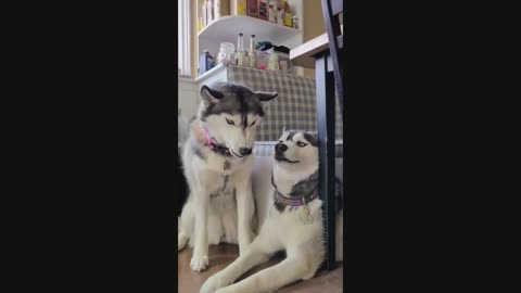 Best 2025 Cat's And Dogs Memes