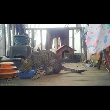 EA S112 - Food IS Important and Also...