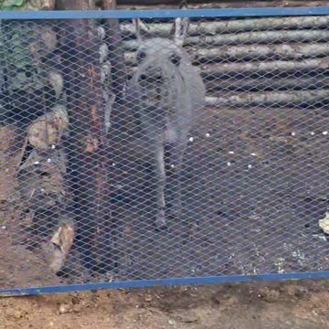 Logistics with Ears: The Pack Animal Making a Comeback 😂