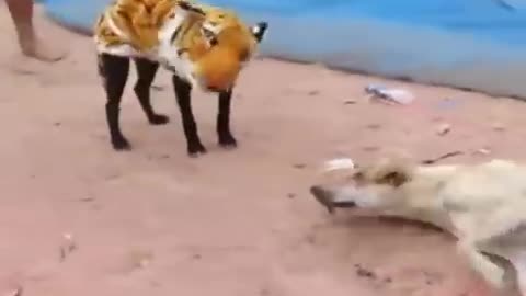 Prank Dog with Fake Tiger So Funny Dogs Prank Try To Stop Laugh