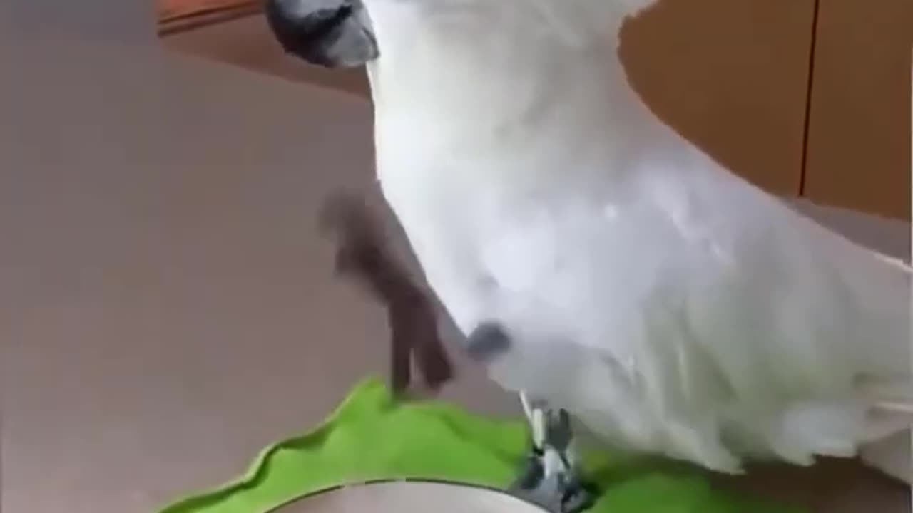 Try not to laugh🤣 Funny Parrots Videos. Compilation cute moment of the animals