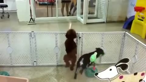 Funny Animal Dance