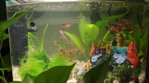 5 Gallon Tank Revamp Tetras & Dwarf Frog Get a New Home!