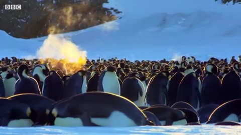 Baby Penguin Tries To Make Friends | Snow Chick: A Penguin's Tale |