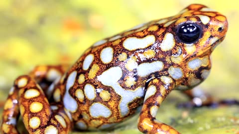 Cute water frog croaking