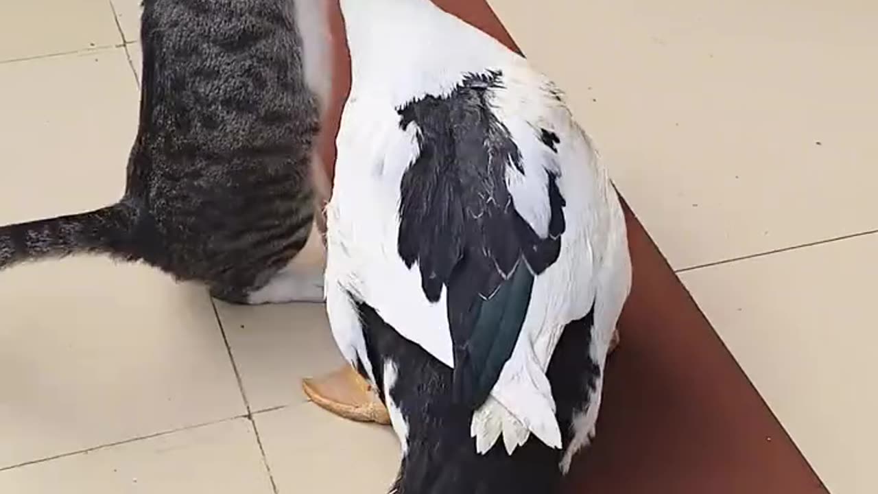 Cat and duck fighting